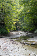 Stream in the forest