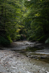 Obraz premium Stream in the forest