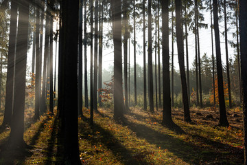 Morning fog and sunlight in autumn forest. Czech Republic.