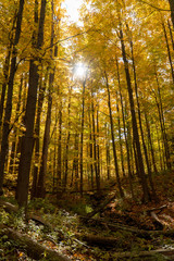 Pennsylvania forest in autumn