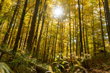 Pennsylvania forest in autumn