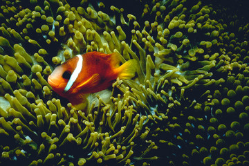 Clownfish Close