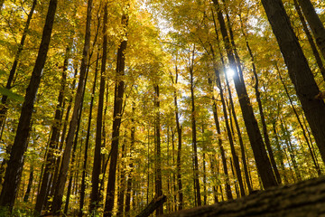 Fototapeta premium Forest in autumn