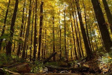 Obraz premium Forest in autumn