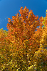 Fototapeta premium Autumn leaves on tree
