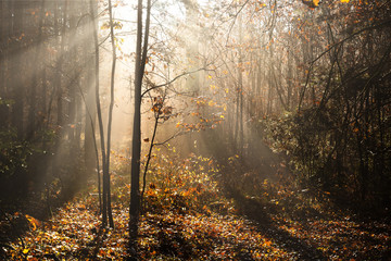 Obraz premium Morning fog and sunlight in autumn forest. Czech Republic.