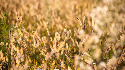 beautiful background with wild plants