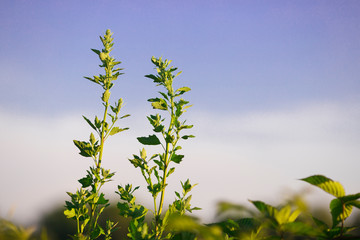Beautiful wallpaper with green plant against blue sky