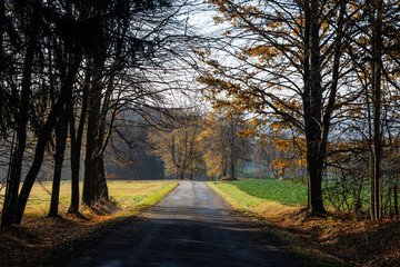 Road in autumn forest. Czech Republic.