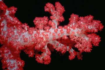 Red Soft Coral Close