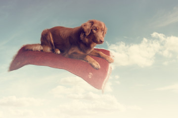 Hund auf fliegendem Teppich in Wolken