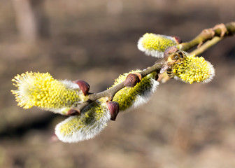 The bee collects the nectar on the tree buds