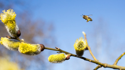 The bee collects the nectar on the tree buds