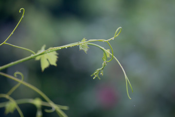 Green tree leaves and branches of grape