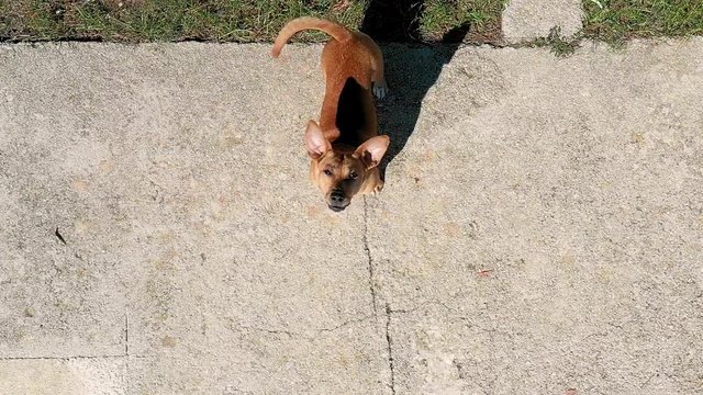 Aerial view of dob barking to drone in slow motion, Croatia.