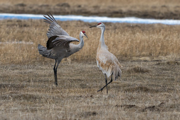 Obraz na płótnie Canvas Sandhill crane mating dance.
