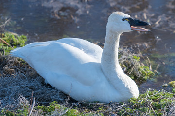Tundra swan sitting on the shore.