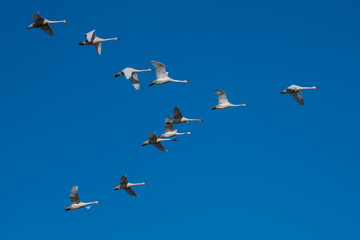 Tundra swan migration.