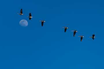 Greater white-fronted geese migration.