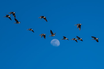 Greater white-fronted geese migration.