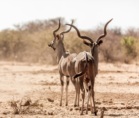Koudou au parc national d'Etosha en Namibie