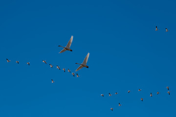 Tundra swan migration.