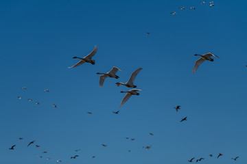 Tundra swan migration.