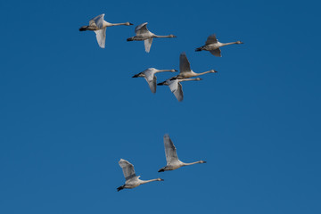 Tundra swan migration.