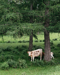 Obraz na płótnie Canvas Cow with calves under pine tree in Altai Republic, Siberia, Russia