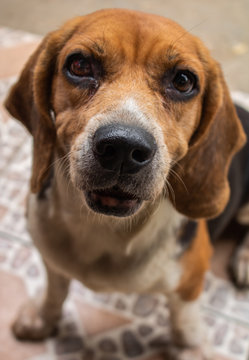 Perro beagle feliz sin hogar