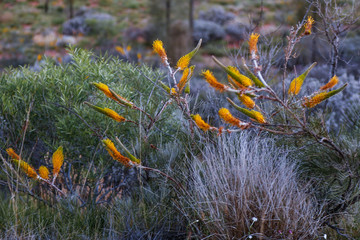 fiori nel deserto