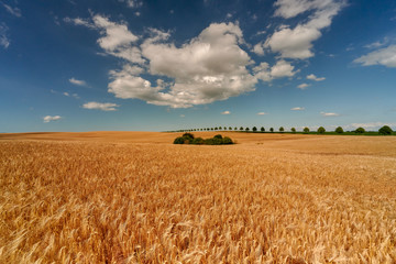Fototapeta premium Field of ripening grain, Germany around Pasewalk