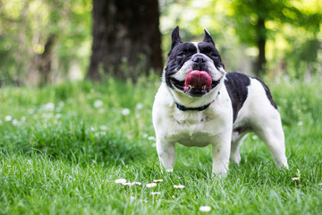 Dog French Bulldog in the public park