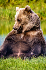 Grizzly bear sitting by a pond. Discovery Wildlife Park, Innisfill, Alberta, Canada