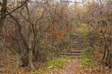 Beautiful trees and bushes, paths and stairs in an abandoned autumn park