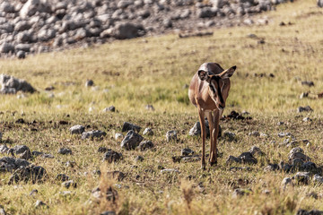 Naklejka na ściany i meble springbok au parc national d'Etosha en Namibie