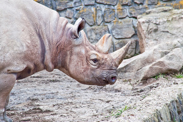 Rhino living in captivity in zoological garden