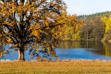 Fototapeta na wymiar Oak tree spread its branches over the lake on a sunny autumn morning. Czech Republic.