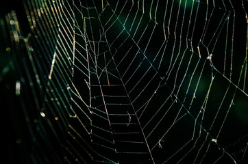 Detail of spiders net on dark background