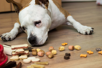 A sweet dog eats a treats. At the home, lying down