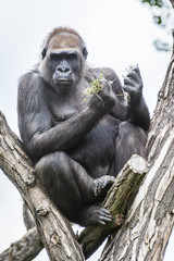 Gorilla sitting on the tree in zoo garden