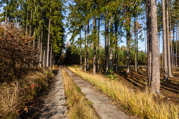 Road in autumn forest. Czech Republic.