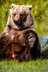 Naklejka na ściany i meble Grizzly bear playing with his feet. Discovery Wildlife Park, Innisfill, Alberta, Canada