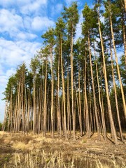 Green pine forest, view from far. Tall, beautiful pine trees against the blue sky. Picturesque autumn forest landscape. Concept: gardening, ecology