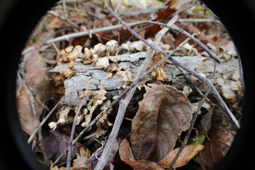 Wilting Plants 1, Nov. 19