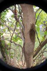 Stained Tree 1, Nov. 19