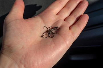 fishing hooks hold in the palm of the open