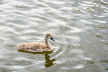 Single gray baby swan on swimming on the river