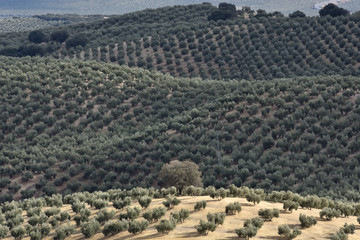 Andalusian landscapes of olive groves with some oak among them on a cloudy winter day