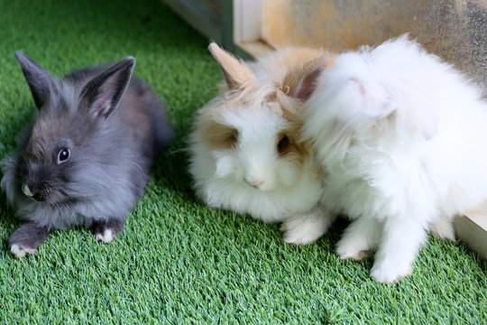 3 Angora rabbits